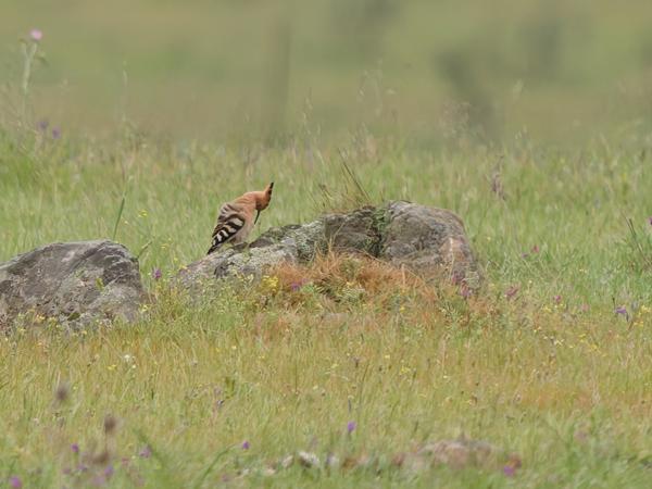 <h3><a href="/trips/extramadura/biota/animalia/chordata/aves/038 bucerotiformes/001 upupidae/upupa epops/upupa epops-nl.html">Upupa&nbsp;epops</a> / Eurasian&nbsp;hoopoe / Hop</h3>OM-1 Mark II met OLYMPUS M.150-400mm F4.5 TC, 1/2000 sec  bij F5.6, ISO 3200, afstand 161&nbsp;m